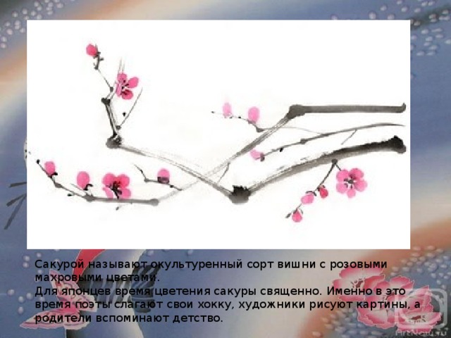 Сакурой называют окультуренный сорт вишни с розовыми махровыми цветами.  Для японцев время цветения сакуры священно. Именно в это время поэты слагают свои хокку, художники рисуют картины, а родители вспоминают детство. 