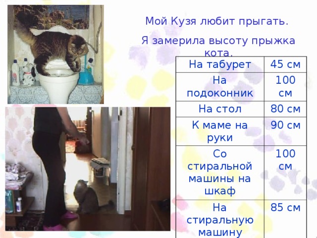 Мой Кузя любит прыгать. Я замерила высоту прыжка кота. На табурет 45 см На подоконник 100 см На стол 80 см К маме на руки 90 см Со стиральной машины на шкаф 100 см На стиральную машину 85 см От испуга на месте 40 см
