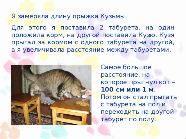 Я замеряла длину прыжка Кузьмы. Для этого я поставила 2 табурета, на один положила корм, на другой поставила Кузю. Кузя прыгал за кормом с одного табурета на другой, а я увеличивала расстояние между табуретами. Самое большое расстояние, на которое прыгнул кот – 100 см или 1 м . Потом он стал прыгать с табурета на пол и переходить на другой табурет по полу.