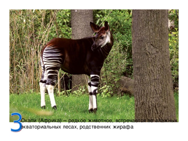 Окапи (Африка) – редкое животное, встречается во влажных экваториальных лесах, родственник жирафа 