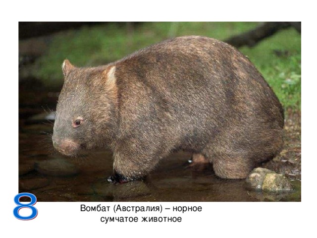 Вомбат (Австралия) – норное сумчатое животное 