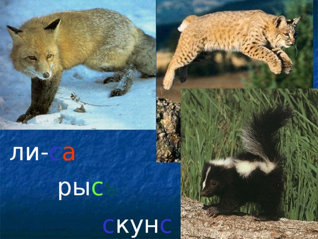 ли- с а ры с ь с кун с