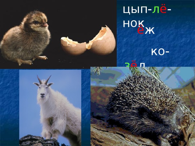 цып- л ё -нок  ё ж  ко- з ё л