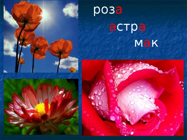 роз а  а стр а  м а к