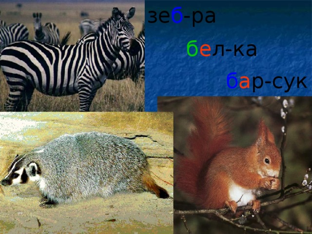 зе б -ра б е л-ка  б а р-сук