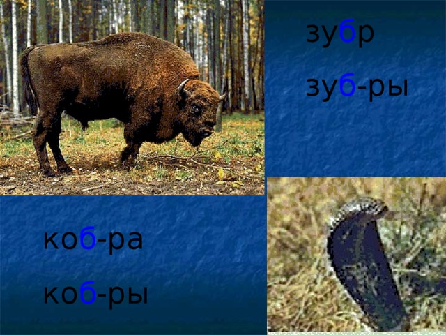 зу б р  зу б -ры  ко б -ра  ко б -ры