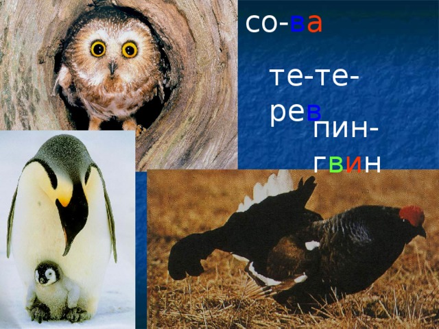 со- в а те-те-ре в пин-г в и н
