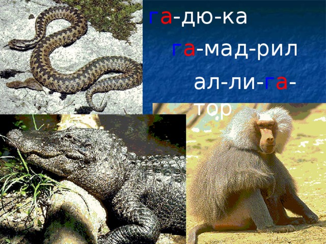 г а -дю-ка г а -мад-рил ал-ли- г а -тор