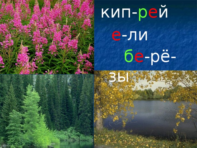 кип- р е й  е -ли  б е -рё-зы