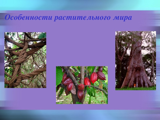 Особенности растительного мира 