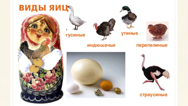 ВИДЫ ЯИЦ утиные гусиные индюшачьи перепелиные куриные страусиные 