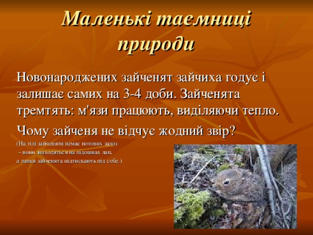 Маленькі таємниці природи Новонароджених зайченят зайчиха годує і залишає самих на 3-4 доби. Зайченята тремтять: м'язи працюють, виділяючи тепло. Чому зайченя не відчує жодний звір? (На тілі зайченяти немає потових залоз – вони знаходяться на підошвах лап, а лапки зайченята підтискають під себе.) 