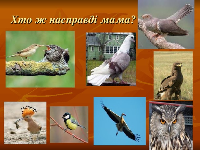 Хто ж насправді мама? 