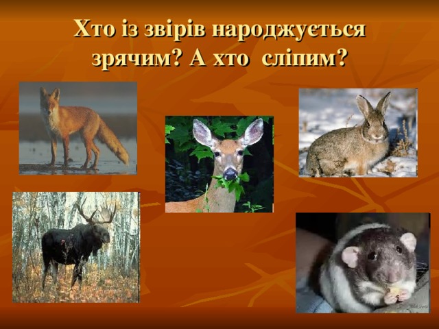 Хто із звірів народжується зрячим? А хто сліпим? 