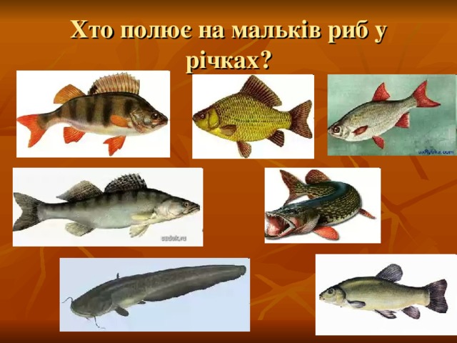 Хто полює на мальків риб у річках? 