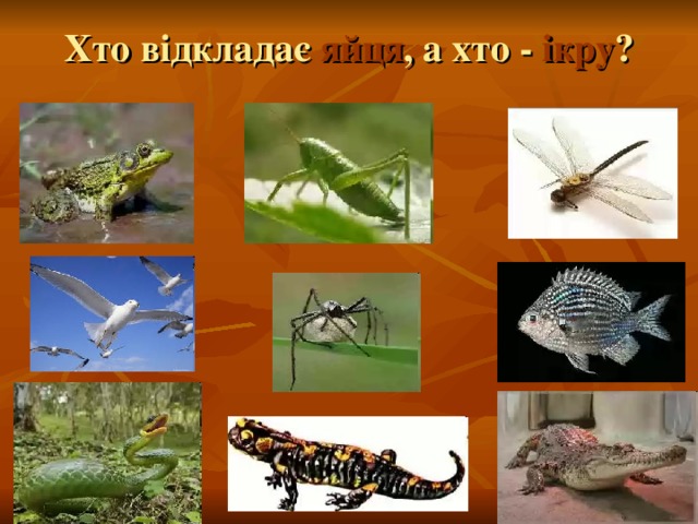 Хто відкладає яйця , а хто - ікру ? 