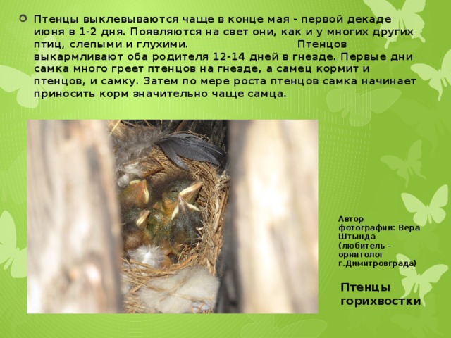 Птенцы выклевываются чаще в конце мая - первой декаде июня в 1-2 дня. Появляются на свет они, как и у многих других птиц, слепыми и глухими. Птенцов выкармливают оба родителя 12-14 дней в гнезде. Первые дни самка много греет птенцов на гнезде, а самец кормит и птенцов, и самку. Затем по мере роста птенцов самка начинает приносить корм значительно чаще самца.   Автор фотографии: Вера Штында (любитель – орнитолог г.Димитровграда) Птенцы горихвостки 