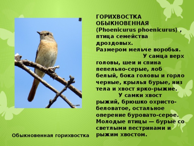 ГОРИХВОСТКА ОБЫКНОВЕННАЯ (Phoenicurus phoenicurus) , птица семейства дроздовых.   Размером мельче воробья. У самца верх головы, шеи и спина пепельно-серые, лоб белый, бока головы и горло черные, крылья бурые, низ тела и хвост ярко-рыжие. У самки хвост рыжий, брюшко охристо-беловатое, остальное оперение буровато-серое. Молодые птицы — бурые со светлыми пестринами и рыжим хвостом. Обыкновенная горихвостка   