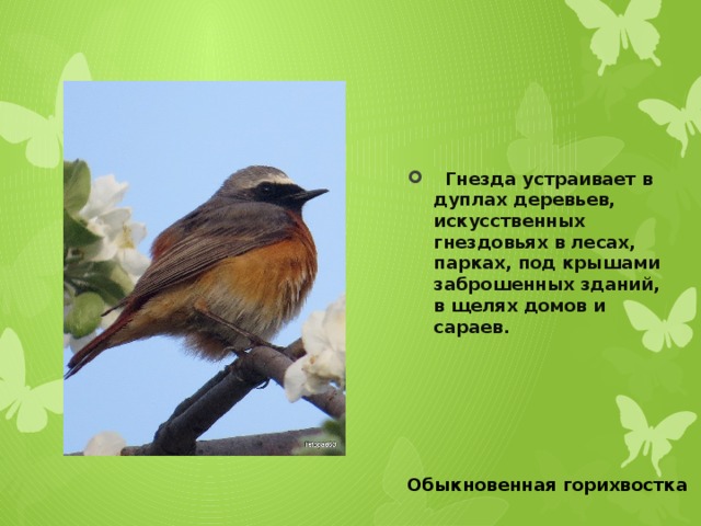     Гнезда устраивает в дуплах деревьев, искусственных гнездовьях в лесах, парках, под крышами заброшенных зданий, в щелях домов и сараев. Обыкновенная горихвостка 