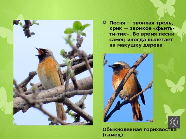 Песня — звонкая трель, крик — звонкое «фьить-ти-тик». Во время песни самец иногда вылетает на макушку дерева Обыкновенная горихвостка (самец) 