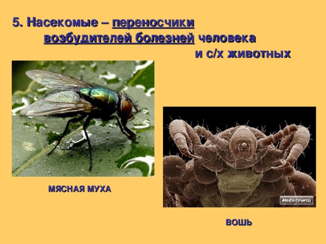 5. Насекомые – переносчики возбудителей болезней человека и с/х животных МЯСНАЯ МУХА ВОШЬ