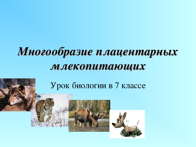 Многообразие плацентарных млекопитающих                                                                      Урок биологии в 7 классе 
