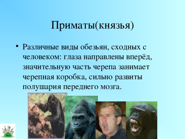 Приматы(князья) Различные виды обезьян, сходных с человеком: глаза направлены вперёд, значительную часть черепа занимает черепная коробка, сильно развиты полушария переднего мозга. 