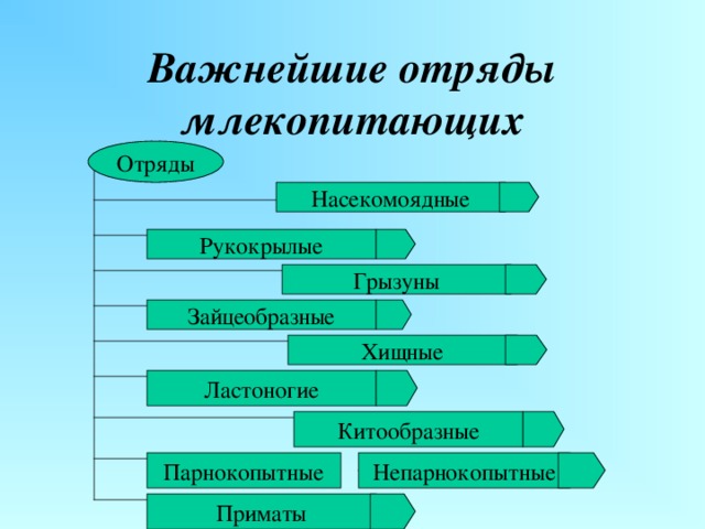 Важнейшие отряды млекопитающих Отряды Насекомоядные Рукокрылые Грызуны Зайцеобразные Хищные Ластоногие Китообразные Непарнокопытные Парнокопытные Приматы 