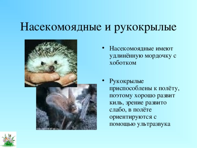 Насекомоядные и рукокрылые Насекомоядные имеют удлинённую мордочку с хоботком  Рукокрылые приспособлены к полёту, поэтому хорошо развит киль, зрение развито слабо, в полёте ориентируются с помощью ультразвука 