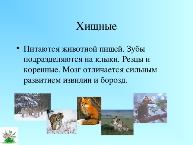 Хищные Питаются животной пищей. Зубы подразделяются на клыки. Резцы и коренные. Мозг отличается сильным развитием извилин и борозд. 
