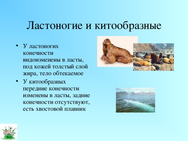 Ластоногие и китообразные У ластоногих конечности видоизменены в ласты, под кожей толстый слой жира, тело обтекаемое У китообразных передние конечности изменены в ласты, задние конечности отсутствуют, есть хвостовой плавник 