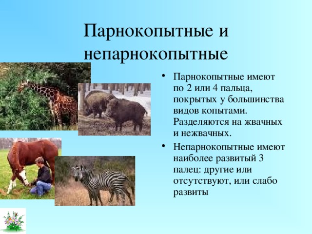 Парнокопытные и непарнокопытные Парнокопытные имеют по 2 или 4 пальца, покрытых у большинства видов копытами. Разделяются на жвачных и нежвачных. Непарнокопытные имеют наиболее развитый 3 палец: другие или отсутствуют, или слабо развиты 
