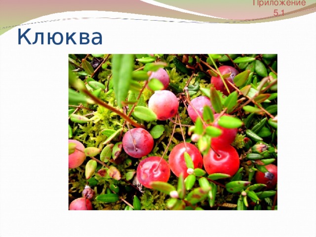 Приложение  5.1 Клюква 