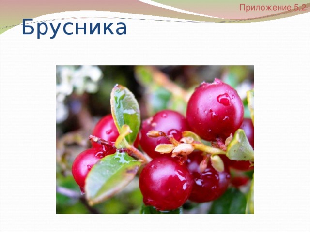 Приложение  5.2 Брусника 
