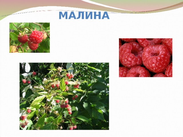 МАЛИНА 