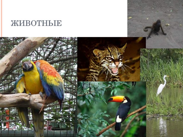 Животные 