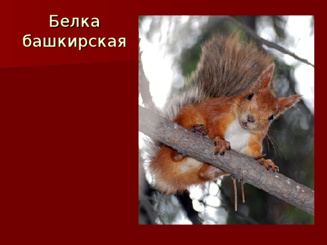 Белка башкирская 