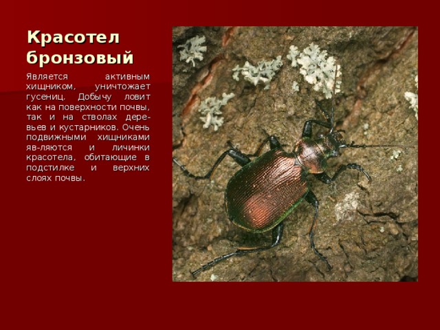 Красотел бронзовый Является активным хищником, уничтожает гусениц. Добычу ловит как на поверхности почвы, так и на стволах дере-вьев и кустарников. Очень подвижными хищниками яв-ляются и личинки красотела, обитающие в подстилке и верхних слоях почвы. 