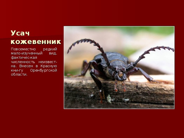 Усач кожевенник Повсеместно редкий мало-изученный вид, фактичес-кая численность неизвест-на. Внесен в Красную кни-гу Оренбургской области. 