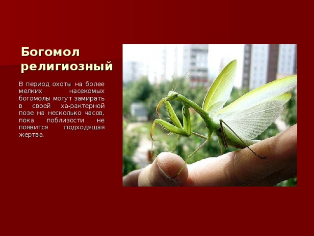 Богомол религиозный В период охоты на более мелких насекомых богомолы могут замирать в своей ха-рактерной позе на несколько часов, пока поблизости не появится подходящая жертва. 