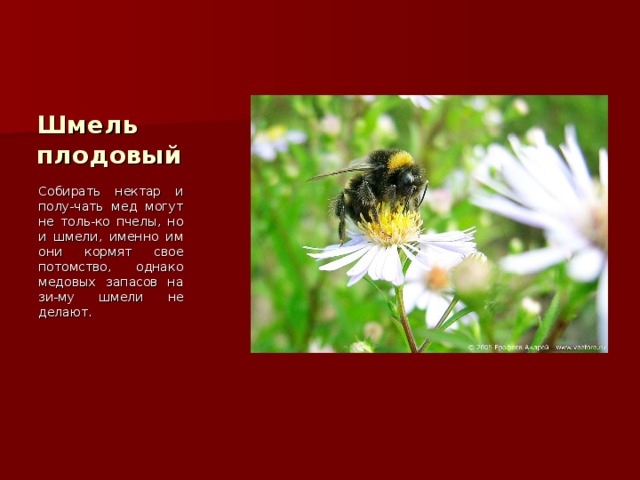 Шмель плодовый Собирать нектар и полу-чать мед могут не толь-ко пчелы, но и шмели, именно им они кормят свое потомство, однако медовых запасов на зи-му шмели не делают. 