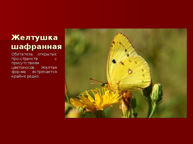 Желтушка шафранная Обитатель открытых про-странств с присутствием цветоносов. Желтая фор-ма встречается крайне редко. 
