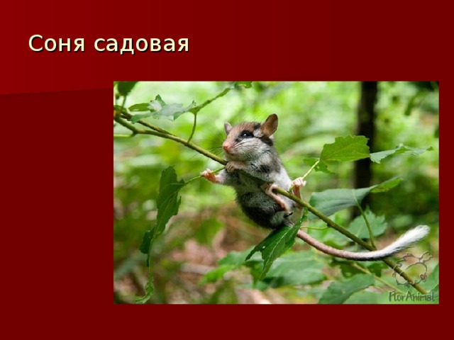 Соня садовая 