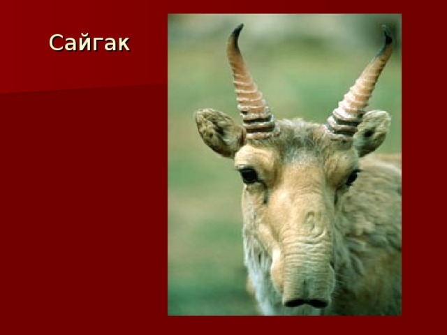 Сайгак 