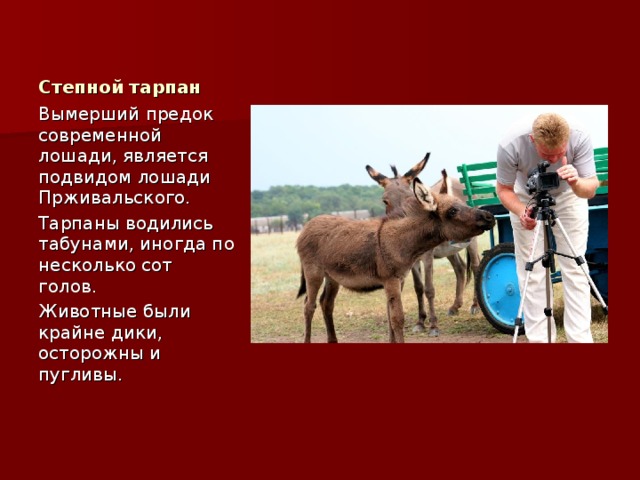 Степной тарпан Вымерший предок современной лошади, является подвидом лошади Прживальского. Тарпаны водились табунами, иногда по несколько сот голов. Животные были крайне дики, осторожны и пугливы. 