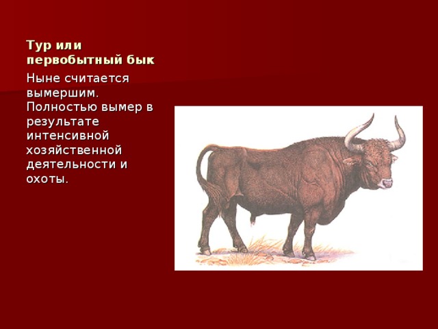 Тур или первобытный бык Ныне считается вымершим. Полностью вымер в результате интенсивной хозяйственной деятельности и охоты. 