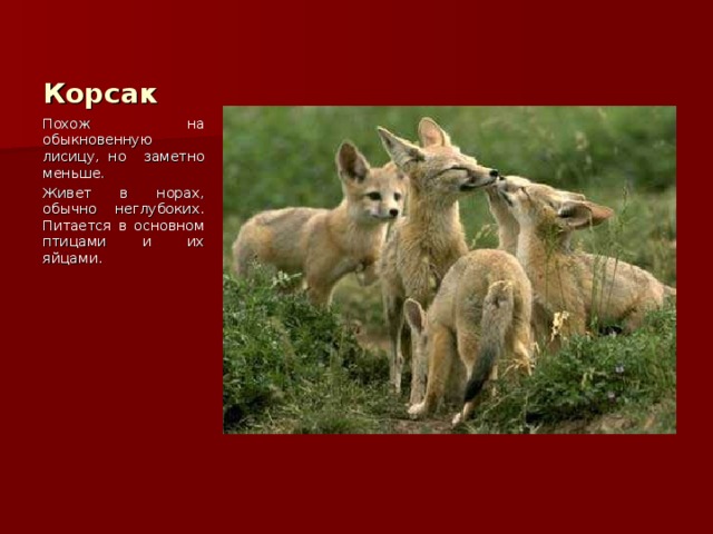 Корсак Похож на обыкновенную лисицу, но заметно меньше. Живет в норах, обычно неглубоких. Питается в основном птицами и их яйцами. 