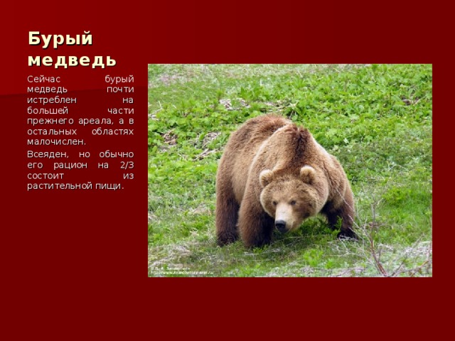 Бурый медведь Сейчас бурый медведь почти истреблен на большей части прежнего ареала, а в остальных областях малочислен. Всеяден, но обычно его рацион на 2/3 состоит из растительной пищи. 