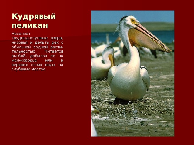 Кудрявый пеликан Населяет труднодоступные озера, низовья и дельты рек с обильной водной расти-тельностью. Питается ры-бой, добывая ее на мел-ководье или в верхних слоях воды на глубоких местах. 