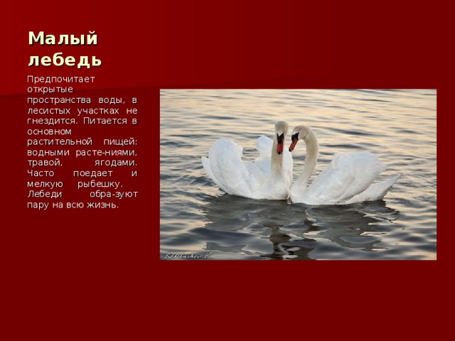 Малый  лебедь Предпочитает открытые пространства воды, в лесистых участках не гнездится. Питается в основном растительной пищей: водными расте-ниями, травой, ягодами. Часто поедает и мелкую рыбешку. Лебеди обра-зуют пару на всю жизнь. 